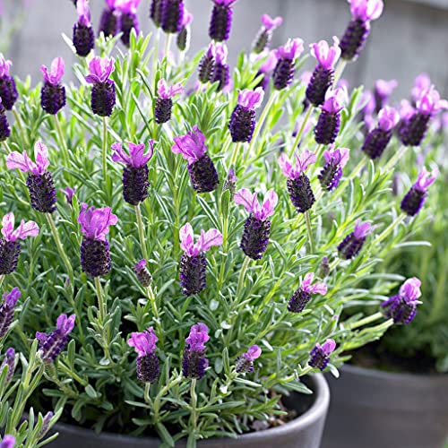 Palm Beach Medicinal Herbs - French Lavender (Lavandula stoechas) - Packet of 20 Seeds