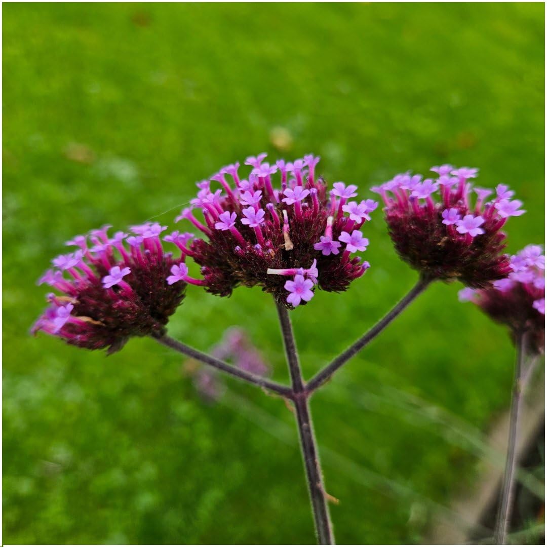 Plants by Frank | 6 Eisenkraut Pflanzen | Verbena bonariensis | Stauden | Winterhart Mehrjährig | Blauviolette Blütenfarbe | Sommergrün | Gartenpflanzen