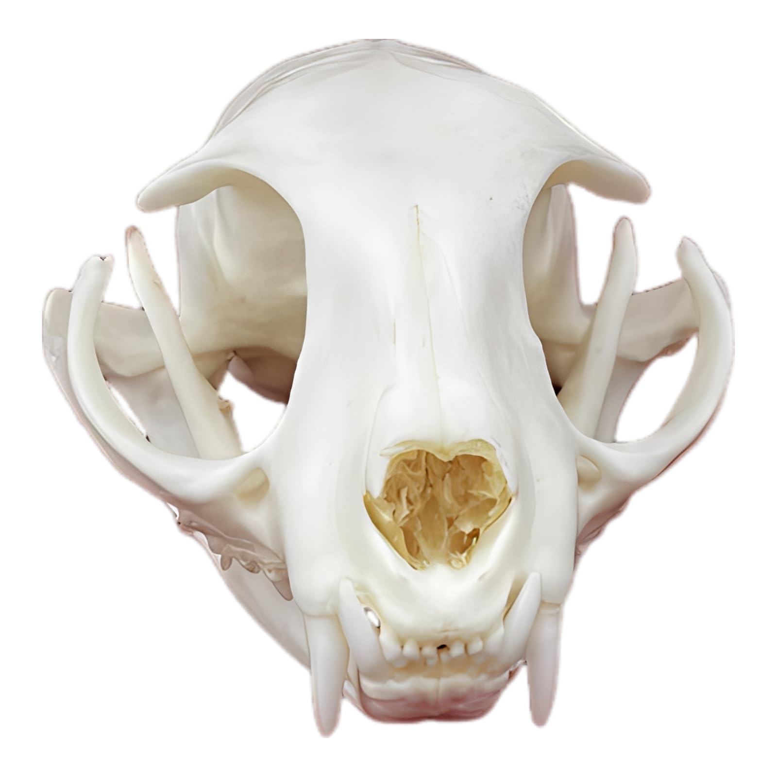 Real Animal Skull Specimen, Natural Taxidermy Feline Skull, Off White Complete Bone with Fine Details, Unique Home Decor Collection, Science Research and Education Display