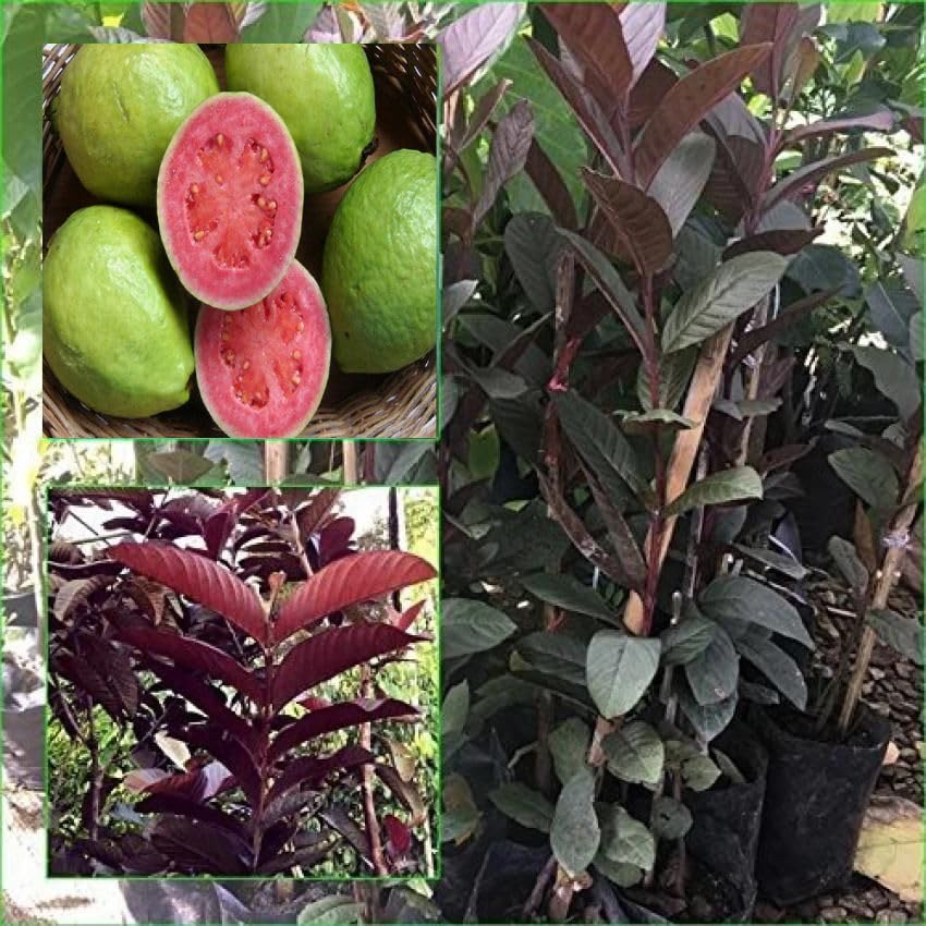 See full amazon price history chart for DIARAA Taiwan Red Guava Fruit Plant Hybrid All Seasons Red Guava Fruit Plant Pack Of 1 Live Fruit Plant In Grow Bag DIARAA Taiwan Red Guava Fruit Plant Hybrid All Seasons Red Guava Fruit Plant Pack Of 1 Live Fruit Plant In Grow Bag (B0CH83PCJ1) Amazon Price History, Amazon Price Tracker