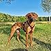 EDEL&SCHNELL Whippet Galgo Greyhound Windhund Hundegeschirr dunkelrot Größe S Geschirr für kleine Hunde aus Samt mit Leine