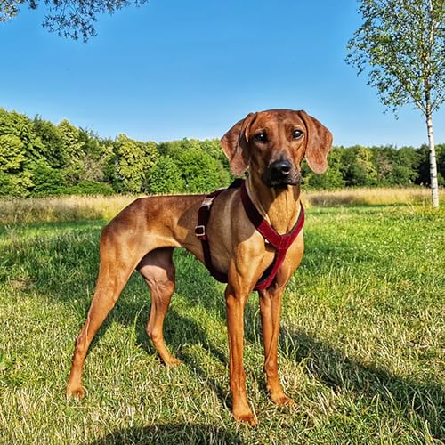 EDEL&SCHNELL Whippet Galgo Greyhound Windhund Hundegeschirr dunkelrot Größe S Geschirr für kleine Hunde aus Samt mit Leine