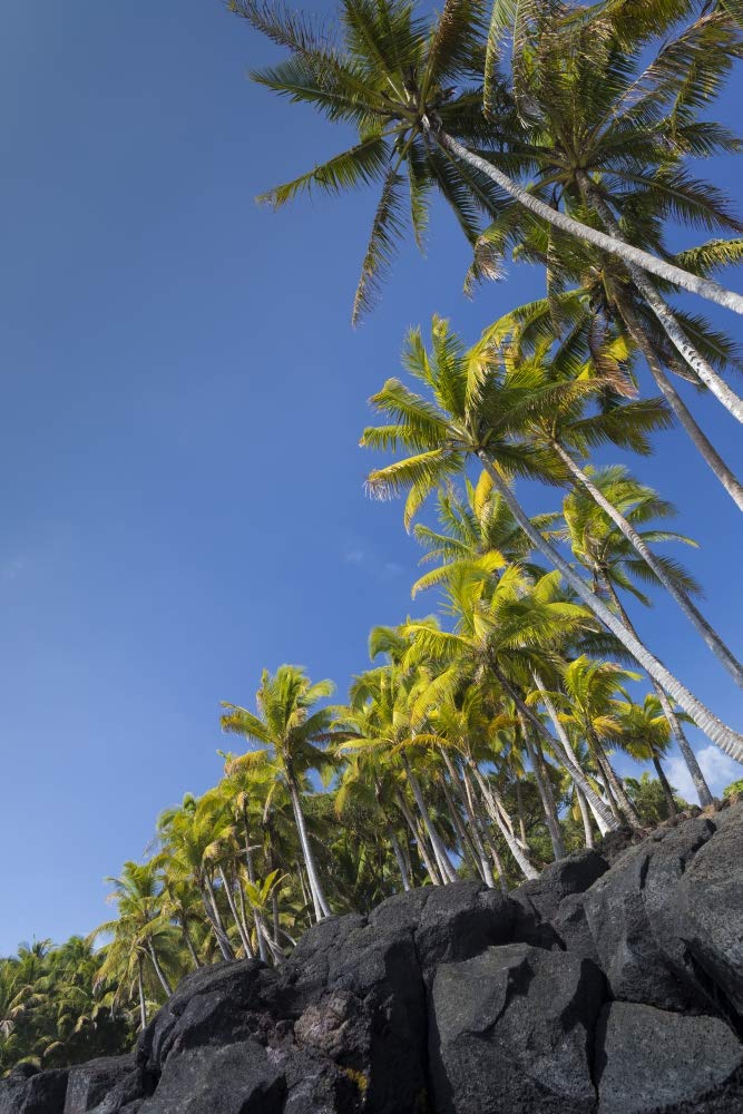 Palms along the Puna Coast, Big Island, Hawai, (Before the lava flow of 2018) Poster Print by Maresa Pryor (24 x 36)