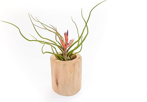 Miniatura 2 de Air Plant Shop Bulbosa Belice - Plantas de aire grandes - Suculentas - Tillandsia vivo - Plantas de interior y exterior de fácil cuidado (paquete de