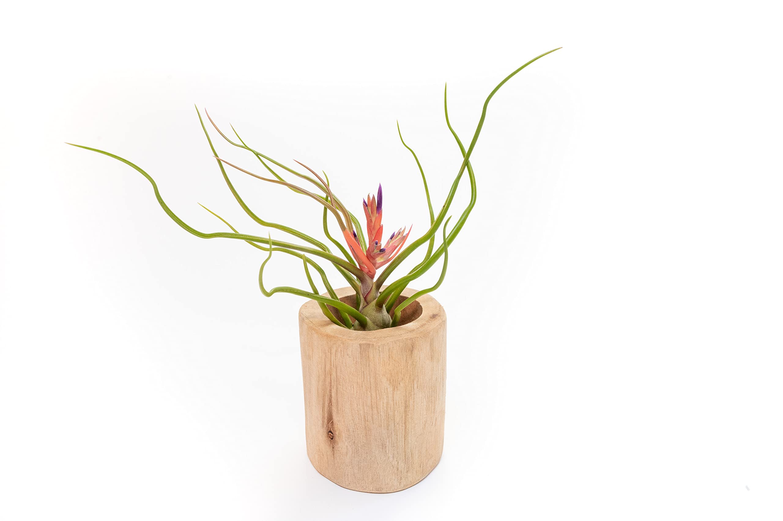 Amazon.com : Air Plant Shop 5 Pack Large Bulbosa Belize Air Plants -  Succulents - Live Tillandsia - Easy Care Indoor and Outdoor House Plants :  Patio, Lawn & Garden
