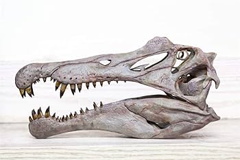 恐竜の頭 Amazon | BACALYSO | VWUVWU 1/1 スケール グアンロン 冠龍 頭蓋骨