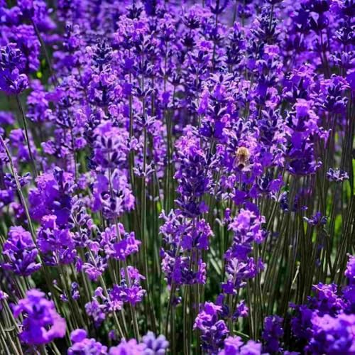 3800+ Fragrant Lavender Seeds for Planting – Perennial Purple Flowers for Garden, Yard & Landscape