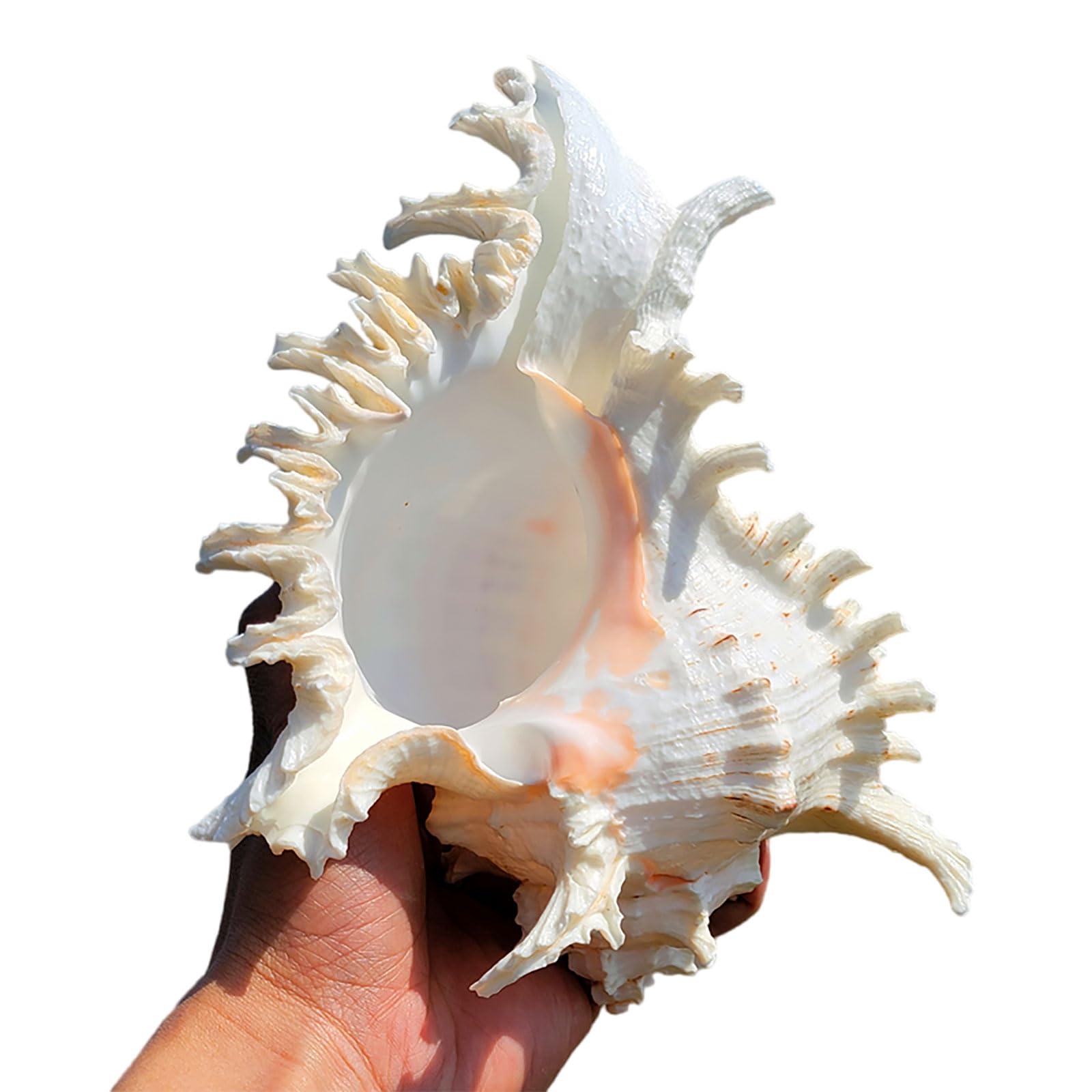 Conchiglie decorative, grandi conchiglie for decorazioni, conchiglie, grandi conchiglie da spiaggia perfette for acquari, decorazioni for matrimoni, feste a tema spiaggia, decorazioni for la casa fai