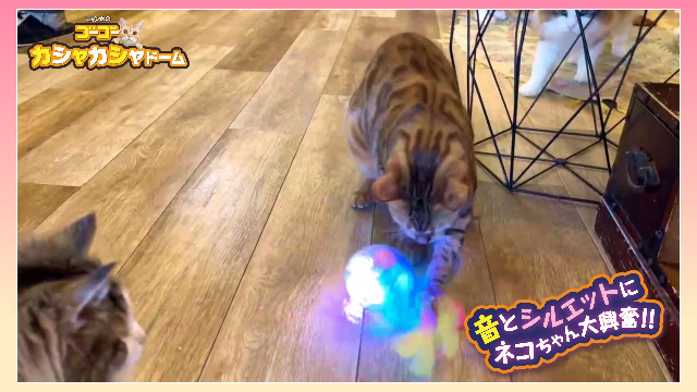 Amazon | マルカン NYANTA CLUB にゃん太のゴーゴーカシャカシャ