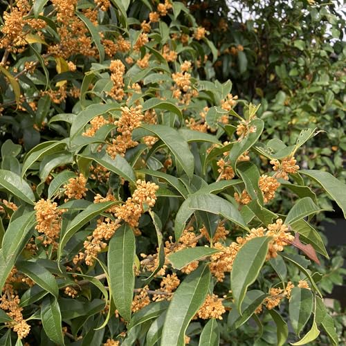 金木犀 キンモクセイ 苗木 5号 1株 秋の訪れを告げる香り シンボルツリー 芳香 常緑樹 庭木 花木 はなみどりのサムネイル