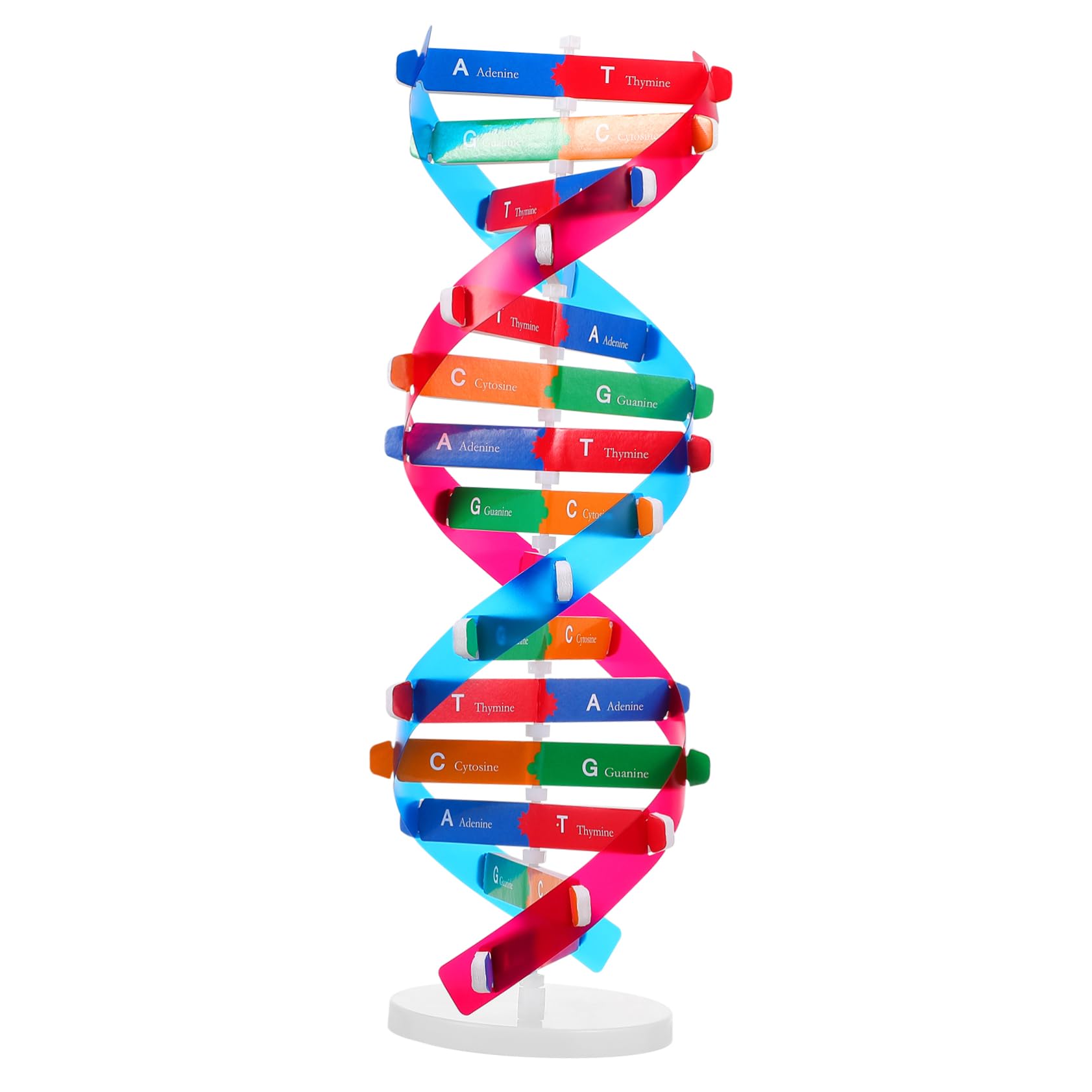 DNA Kit Self Double Helix Model kit Assembling DNA Display Stand Double Helix Model Human Genes Learning Toy Biological Teaching DNA Helix Model Aid Science DNA Models Molecular Model Kit