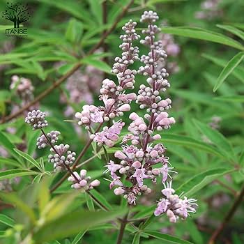 Amazon.co.jp: ITANSE セイヨウニンジンボク ピンク 6号Lサイズ