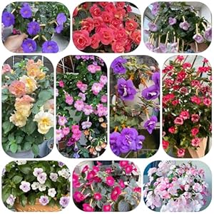 Generic Achimenes Samen Mix - 600 Stück