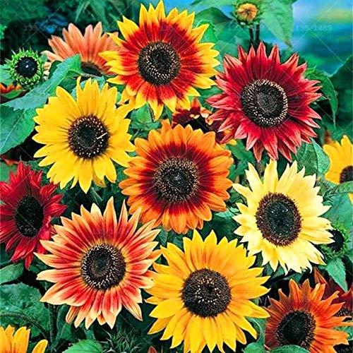 Preisvergleich Produktbild 40pcs Zwergsonnenblume Bonsai Bunte Sonnenblume Blume Bonsai Natürliches Wachstum für die Bepflanzung heimischen Garten leicht zu wachsen: 2