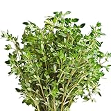 Semillas de Tomillo para Cocinar Semillas Thymus Aromático