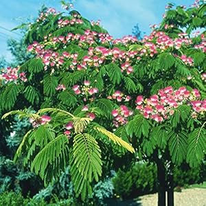 20pcs bonsai semi Albizia fiore chiamato Mimosa Silk tree seed, semi per le piante in vaso di fiori semi molto raro per giardino fai da te