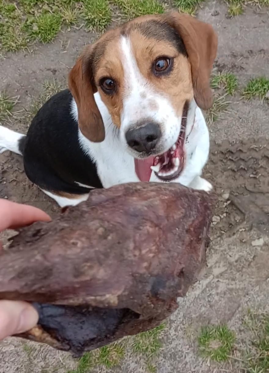 Lobe de Cheval séchée pour Chiens – 1 kg – Friandises hypoallergéniques pour Chien – Article à mâcher pour Chien – Viande déshydratée pour Chiens – Temps de Mastication – Friandises pour Chien