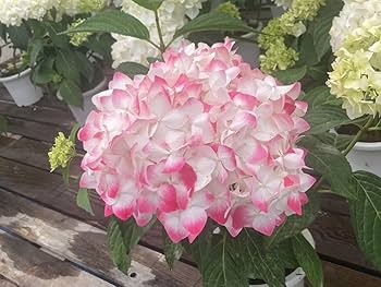 【希少】江戸の花 大正4年 Amazon.co.jp: 白寿紅 はくじゅこう ハクジュコウ 希少紫陽花