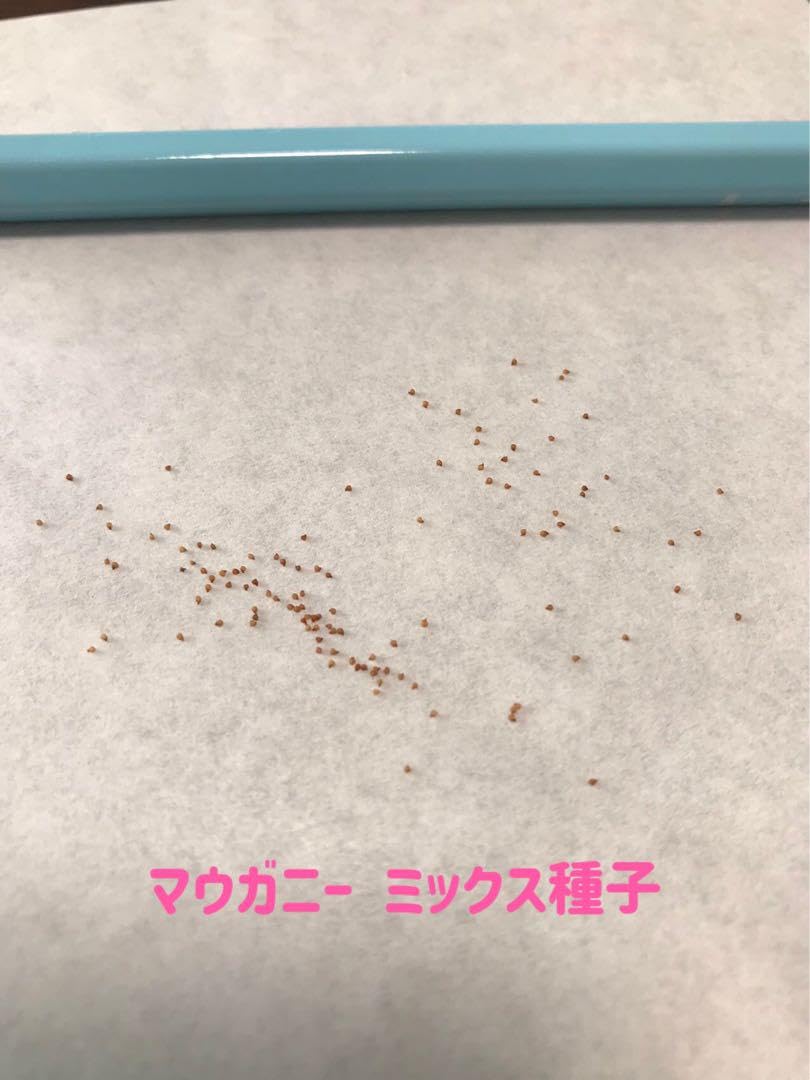 コノフィツム　マウガニー　種子1６種類　10粒ずつセット コノフィツム 種子のおすすめ人気商品一覧 通販 - Yahoo