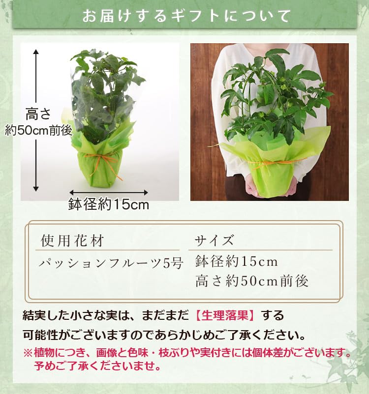 Amazon｜父の日 プレゼント ギフト 果樹鉢 パッションフルーツ 鉢植え