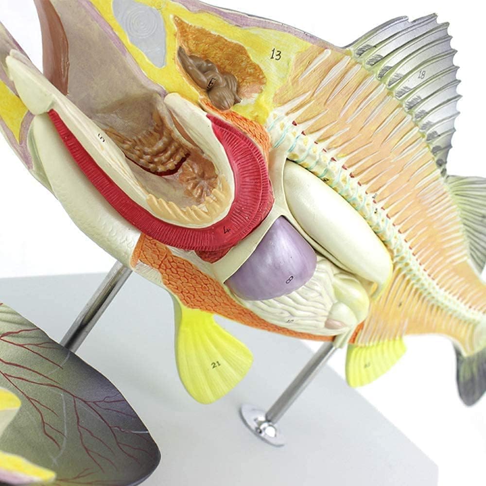 Modelo de anatomía de pez, Modelo anatómico de Perca, anatomía de órganos internos, acuicultura, biología, Experimento didáctico, Animal Desmontable