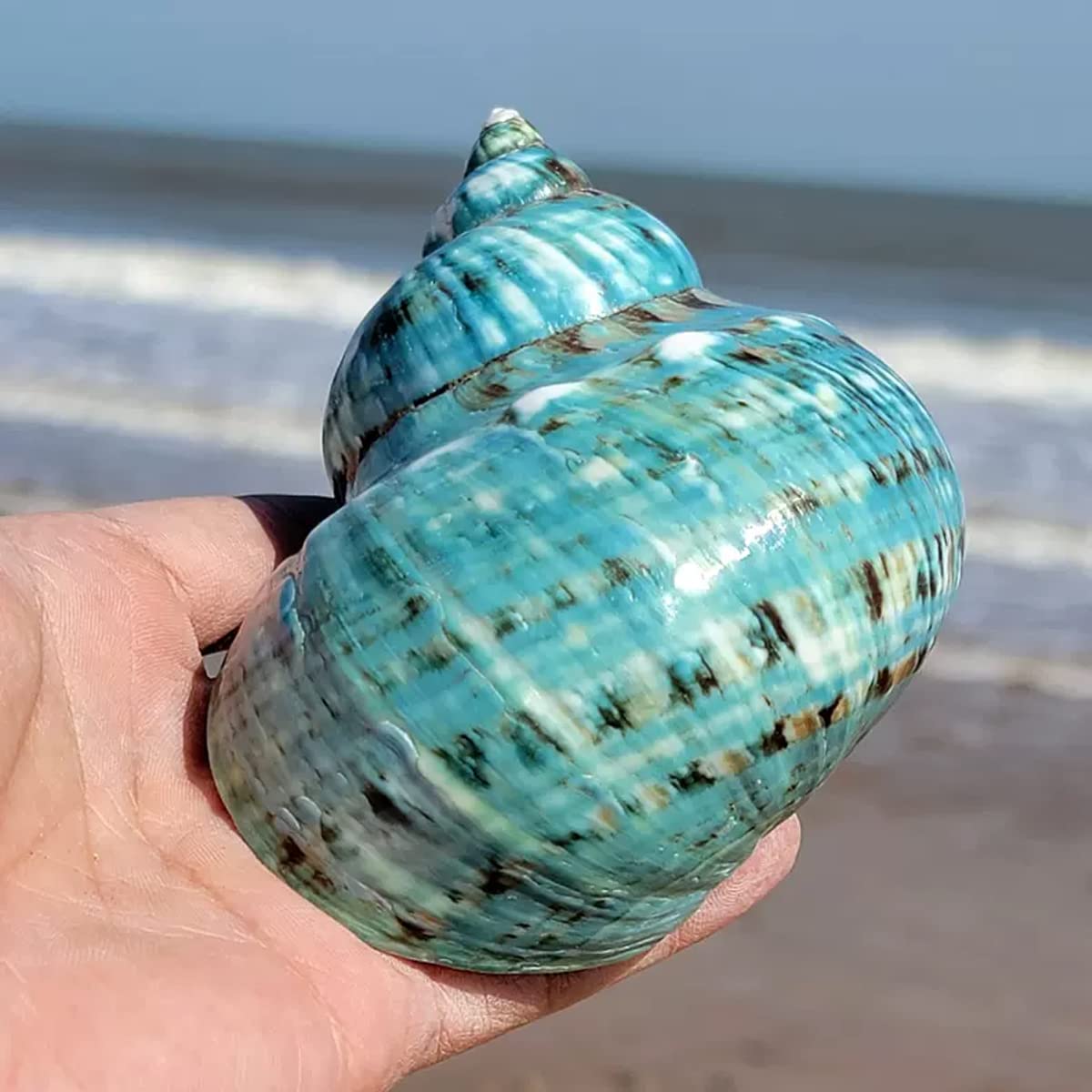 Conchiglie di Grandi Dimensioni, Stella Marina Imbottita, Grande Conchiglia Verde(9~10CM)