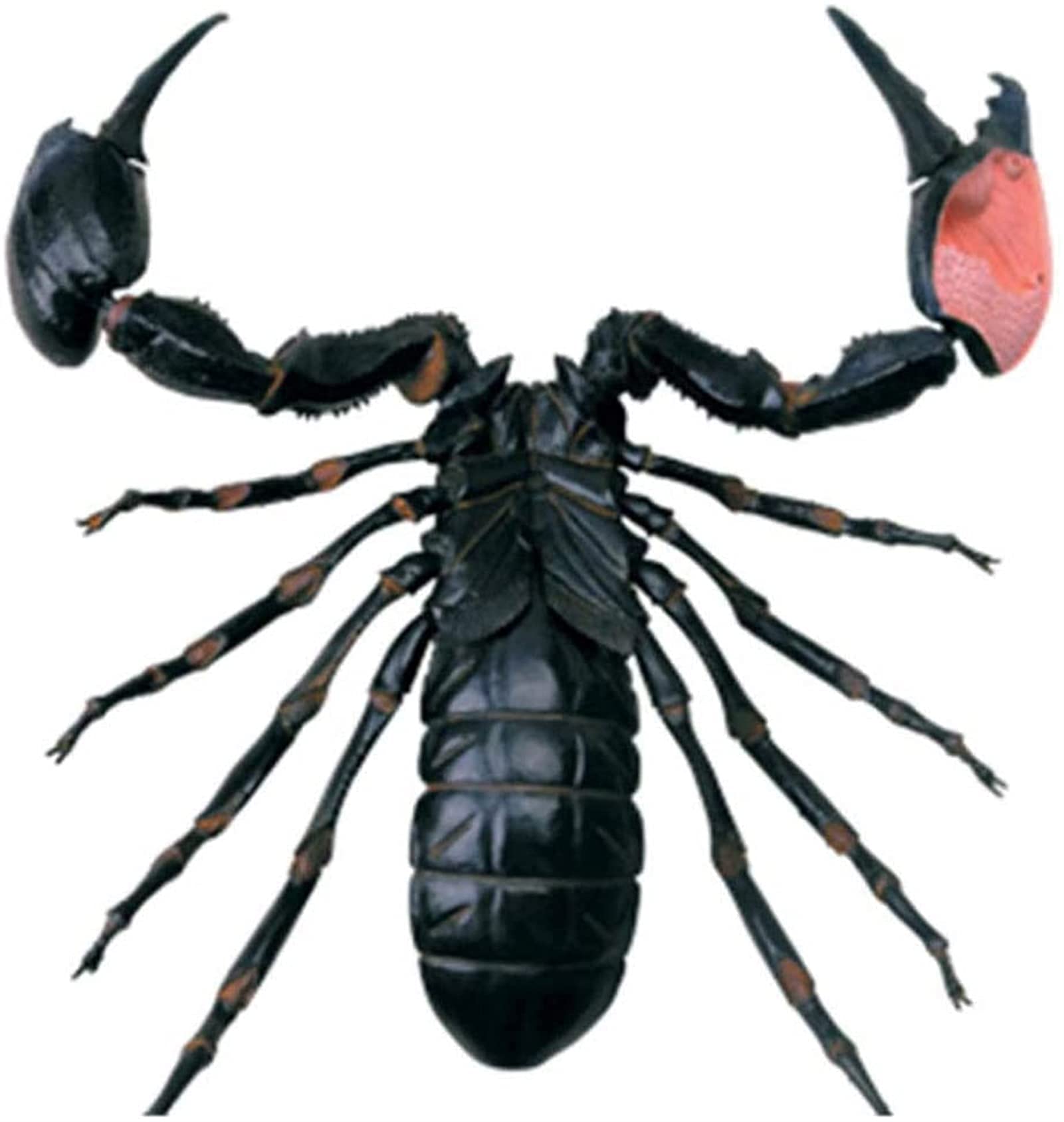 Anatomiczny model symulowany Skorpion 4D puzzle montaż zabawka organy zwierząt model nauczania nauk edukacyjnych, modele i materiały edukacyjne do demonstracji