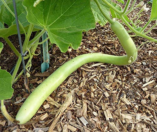 Cucuzzi (Italian Edible) Gourd Seed, much like summer squash(25 Seeds)