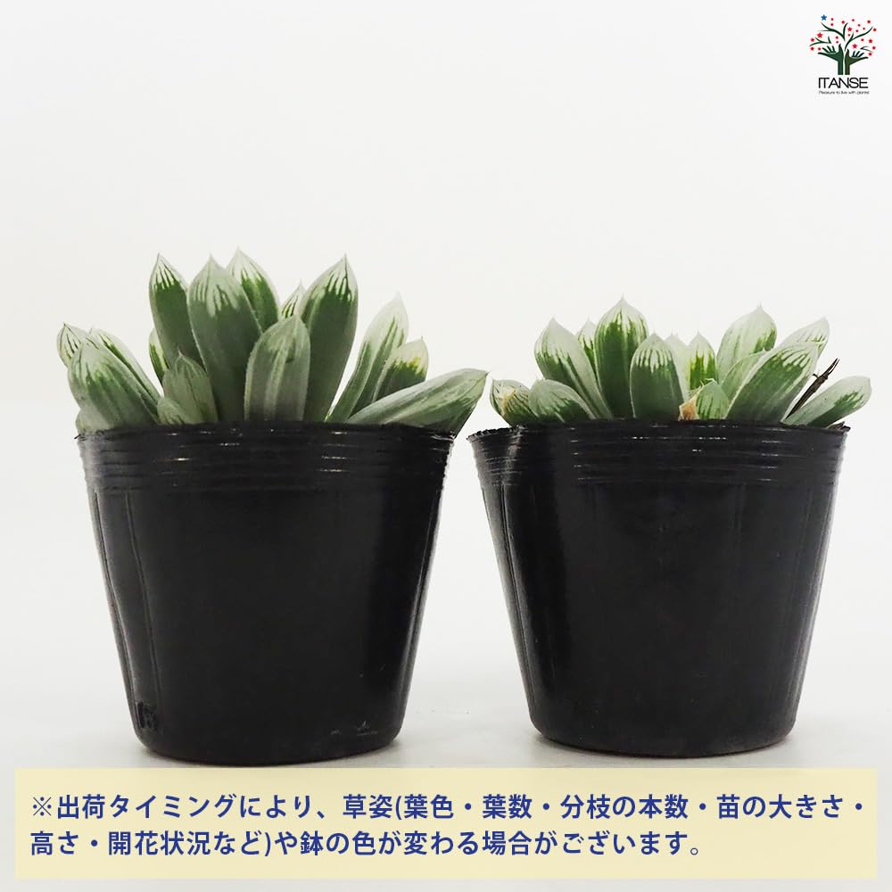 Amazon.co.jp: ITANSE ハオルチア ピリフェラ錦 2.5号 1個売り