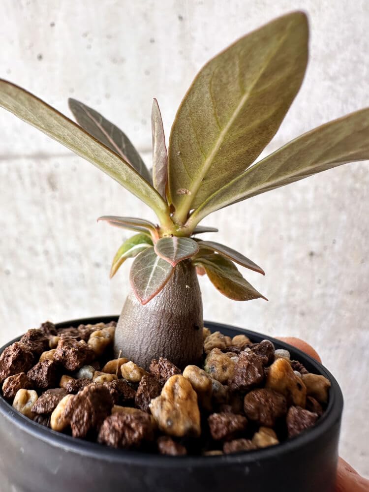 Amazon｜【現品限り】アデニウム・ソコトラナム 実生【H18】 Adenium