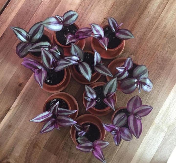 PlantaZee Live Air Purifying Wandering Jew Plant in Pot – Decorative Ornamental Indoor Desktop/Outdoor Balcony Garden Plants (B0B82F2WJF) Amazon Price History, Amazon Price Tracker