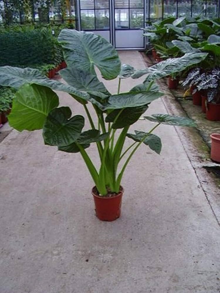 indoor alocasia macrorrhiza live plant pack of 1 (B0CHW1ZKWN) Amazon Price History, Amazon Price Tracker