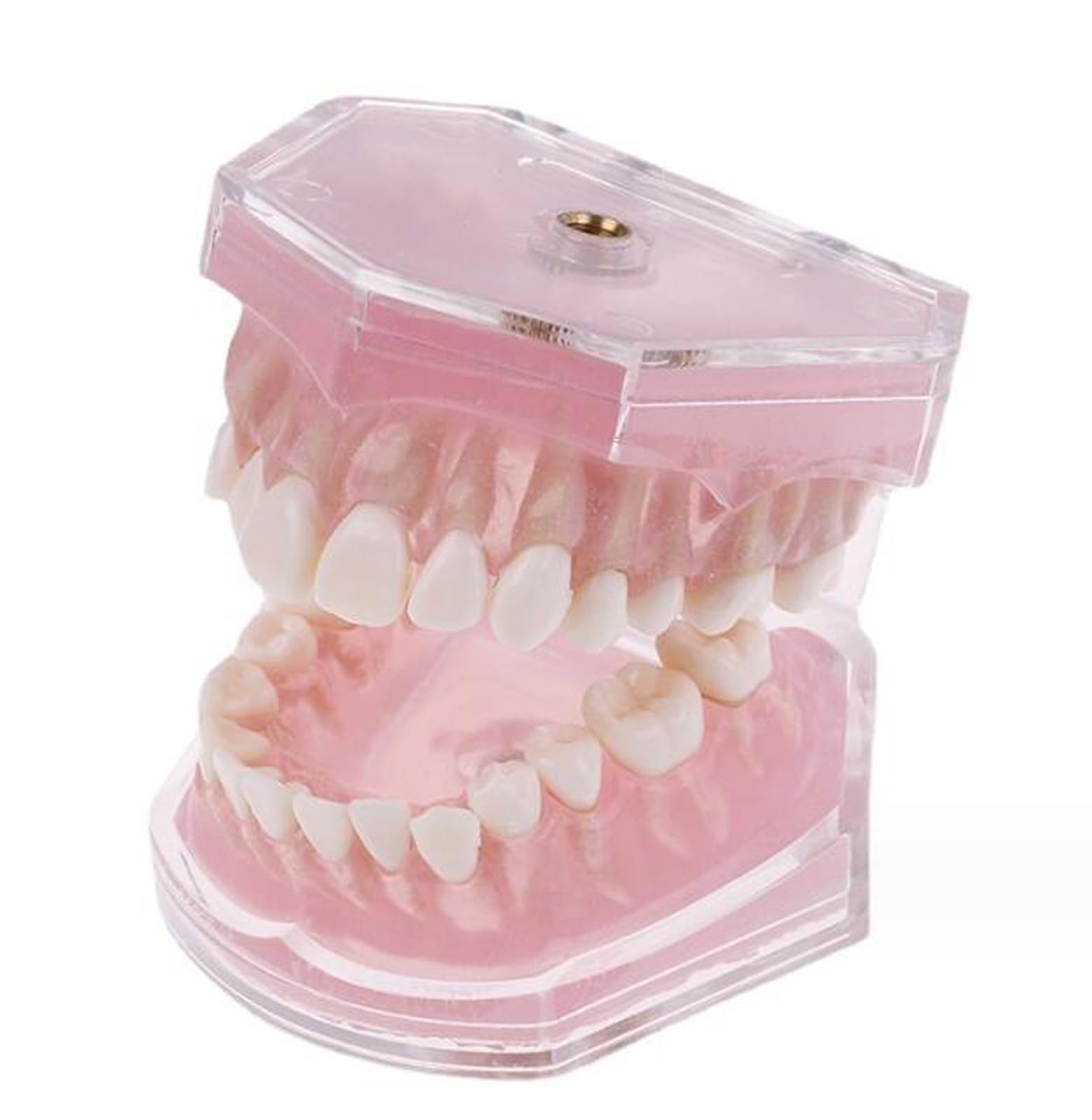 Modelo dental con dientes extraíbles, bandeja suave estándar, modelo dental extraíble, herramienta de enseñanza de materiales de laboratorio dental ideal