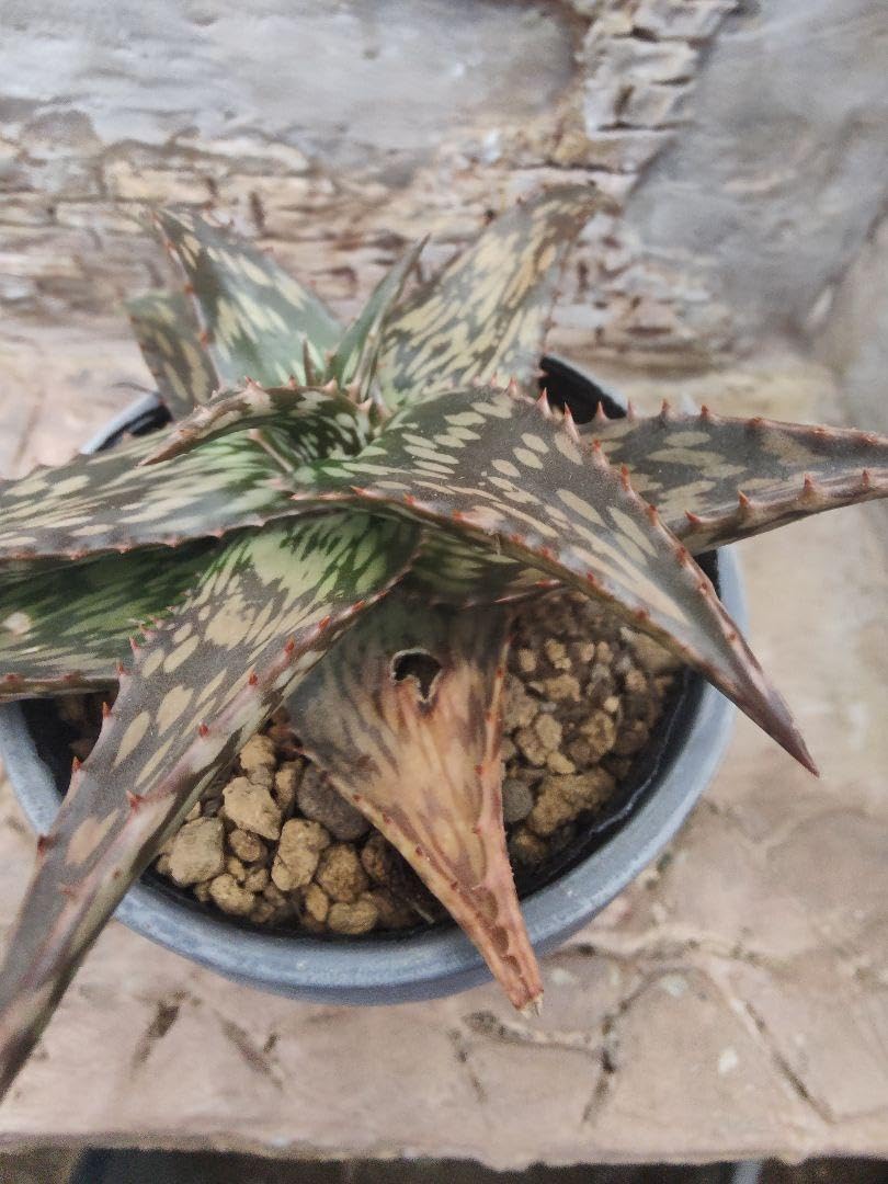 実生 ペッキー×ヘミンギー ペキヘミ 大株 アロエ 多肉植物 ラベル付き1288 Yahoo!オークション - 実生 ペッキーxへミンギー キズあり 多肉