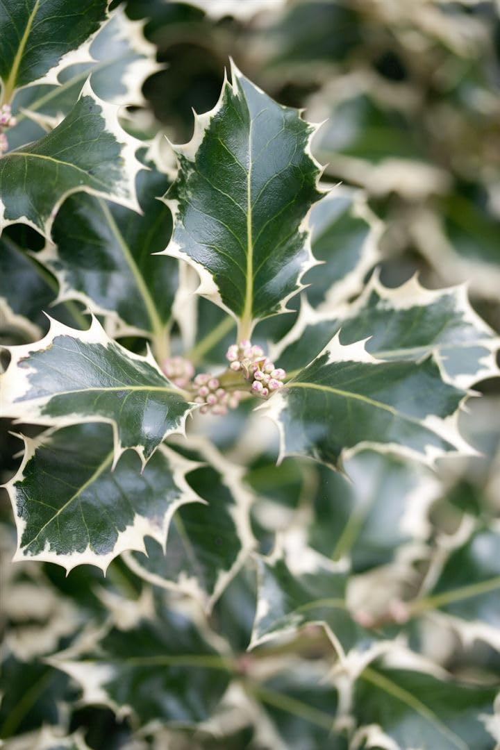 taxus baccata gelb gelbe Suleneibe - Taxus baccata Fas