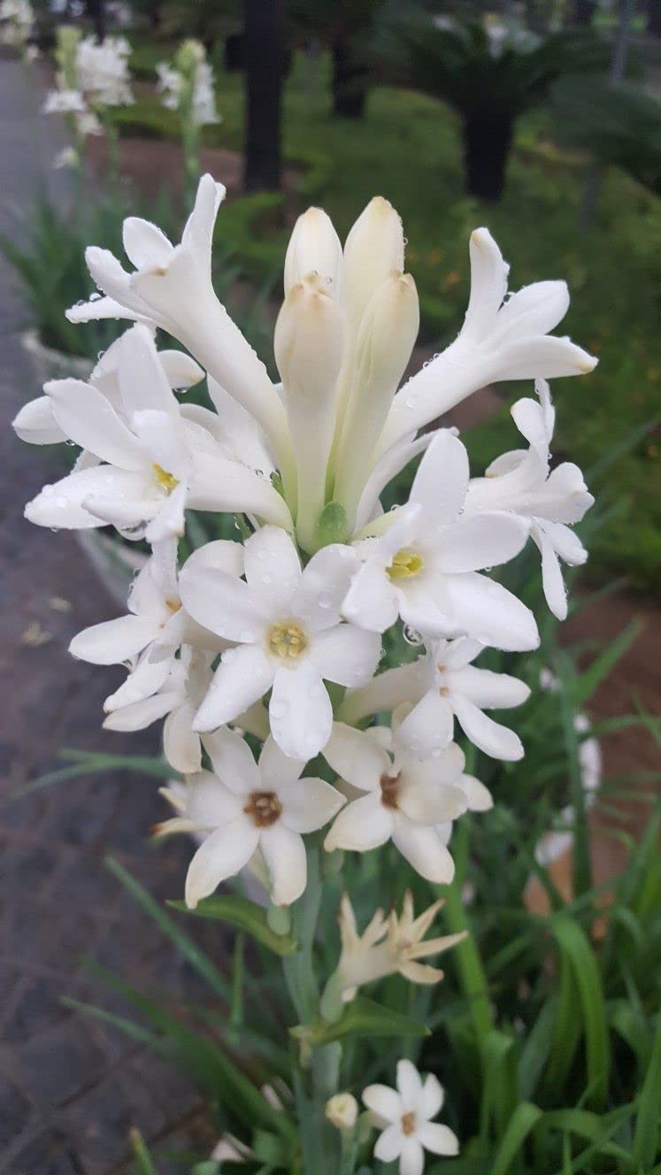 OXY GREEN PLANT® Rajnigandha,Mexican tuberose,Kundalei,Gulchhadi,Sugandha raja,Nelasampengi,Nela sampangi Healthy Live flower Plant Actual Plant Height,5 ft to 1.5ft (B0C6R6LVKW) Amazon Price History, Amazon Price Tracker