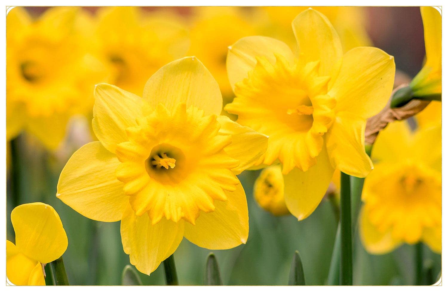 Blue Magic Design 10 Yellow Daffodil Narcissus Garden Bulb Spring Flowering Tazetta Wisley Minnow