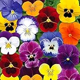 Viola Tricolor Seed Mix Viola Tricolor Wild Pansy Sweet Violets Johnny-Jump-Up Garden Pansy Jacea Tricolor 40+ Seeds for Planting Flowers