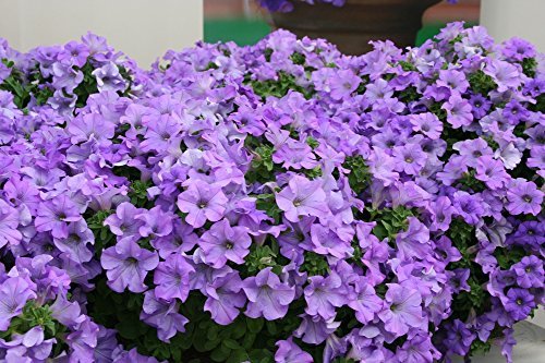 OhhSome Flower Seeds : Carpet Blue Lace Hybrid Petunia Hybrida Imported Seed Packet Garden [Home Garden Seeds Eco Pack Plant Seeds - Eco" (B07Z4JBQ63) Amazon Price History, Amazon Price Tracker