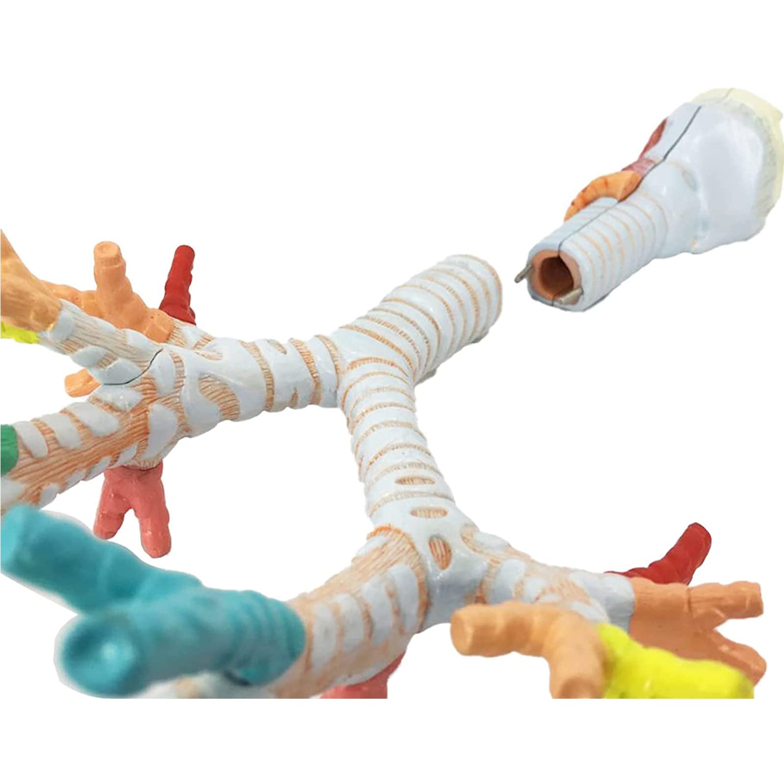 Larynx Bronchial Lung Anatomy Human Anatomy Human Larynx Tracheobronchial Tree Model Laryngoscope Presentation for Medical Education解剖模型 product thumbnail 4
