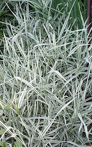Miniatura 9 de 1000 Caña de hierba de cinta abigarrada Canario Phalaris Arundinacea Semillas de flores rosas