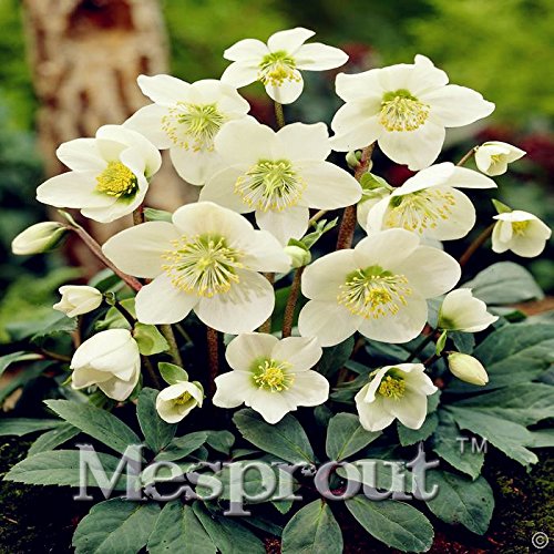 クリスマスプレゼントに❣️限定25個HelleboreBoxELLIOTHALL Amazon.com : Novelty Plant 100PCS Hellebore (Christmas Rose
