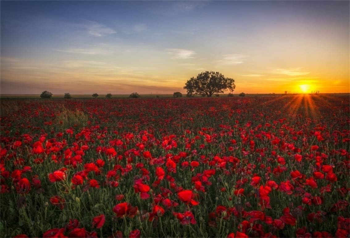 Amazon Com Lfeey 9x6ft Vinyl Poppy Field Backdrops For Photography Background Sunset Blooming Flower Summer Landscape Room Decors Wallpaper Children Adults Portraits Photo Studio Props Electronics