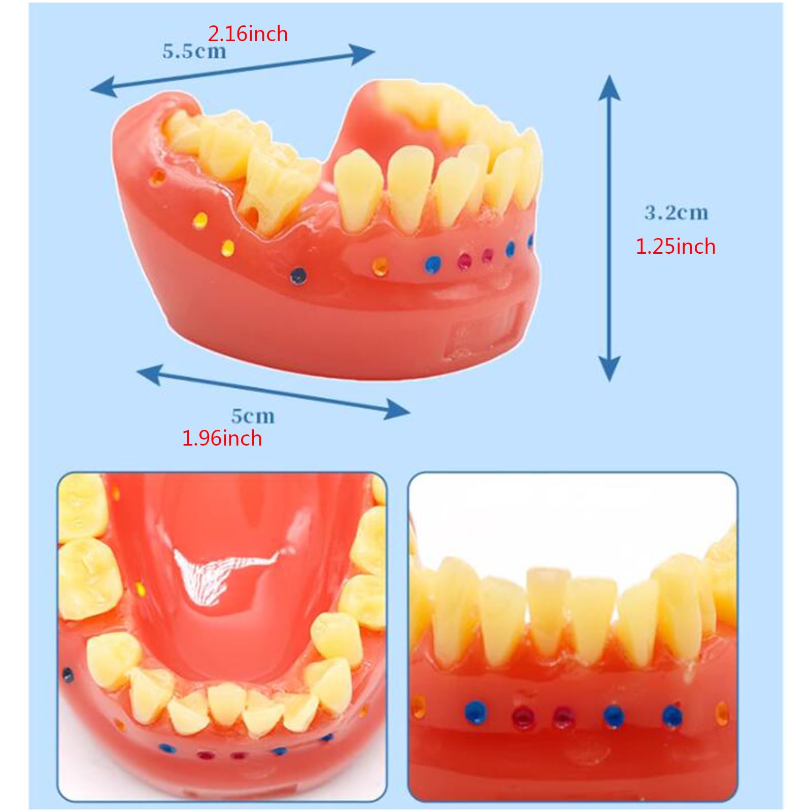 Ortodontyczna szczotka do luk model szczotkowania nicią dentystyczną zęby typodonty model do demonstracji nauczania narzędzie do nauki