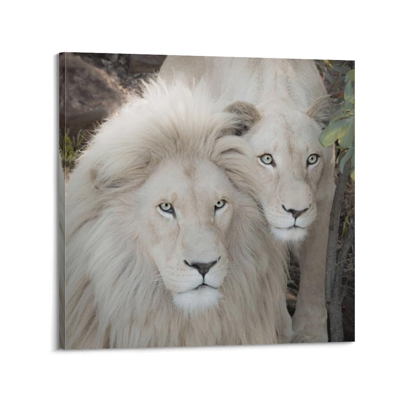 Xkuga Boys Frame-Style African White Lion Couple Wildlife Poster Nature Vintage Modern Decorative Canvas Prints - Ideal Wall Art For Family, Man Cave, Game Room, & Girls Bedroom 28X28inch(70X70cm)