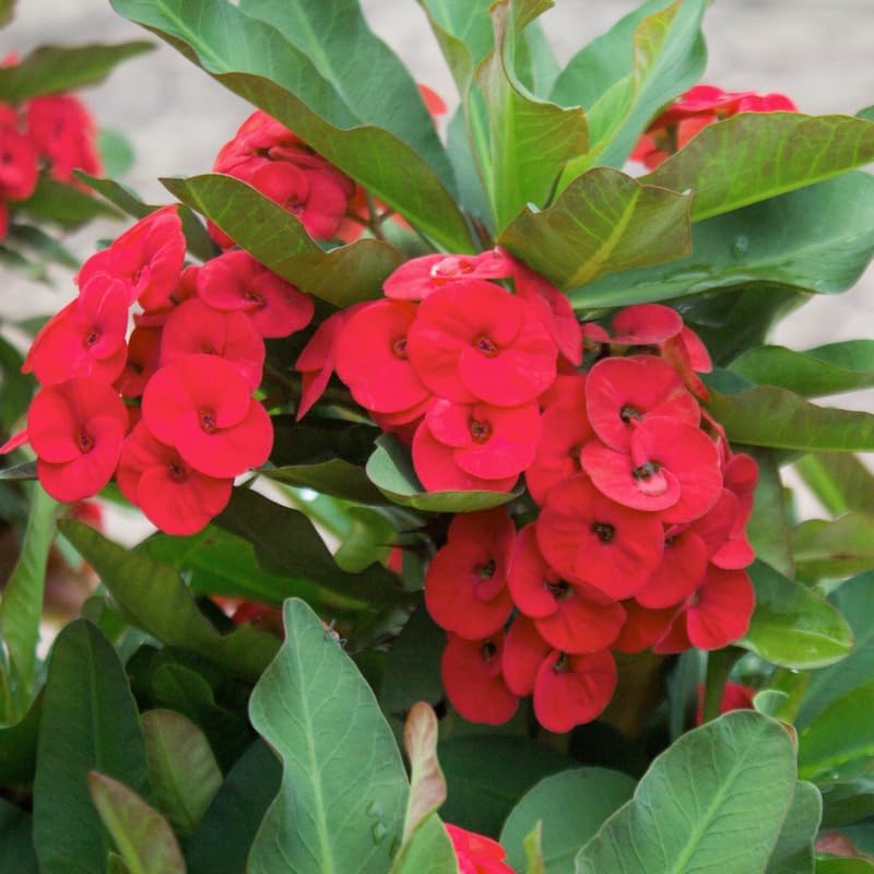 Red Crown of Thorns Plant, 5-8" Euphorbia Milii Plant, Crown of Thorns Plants Live for Planting Outdoors Indoors, Well Rooted, No Pot