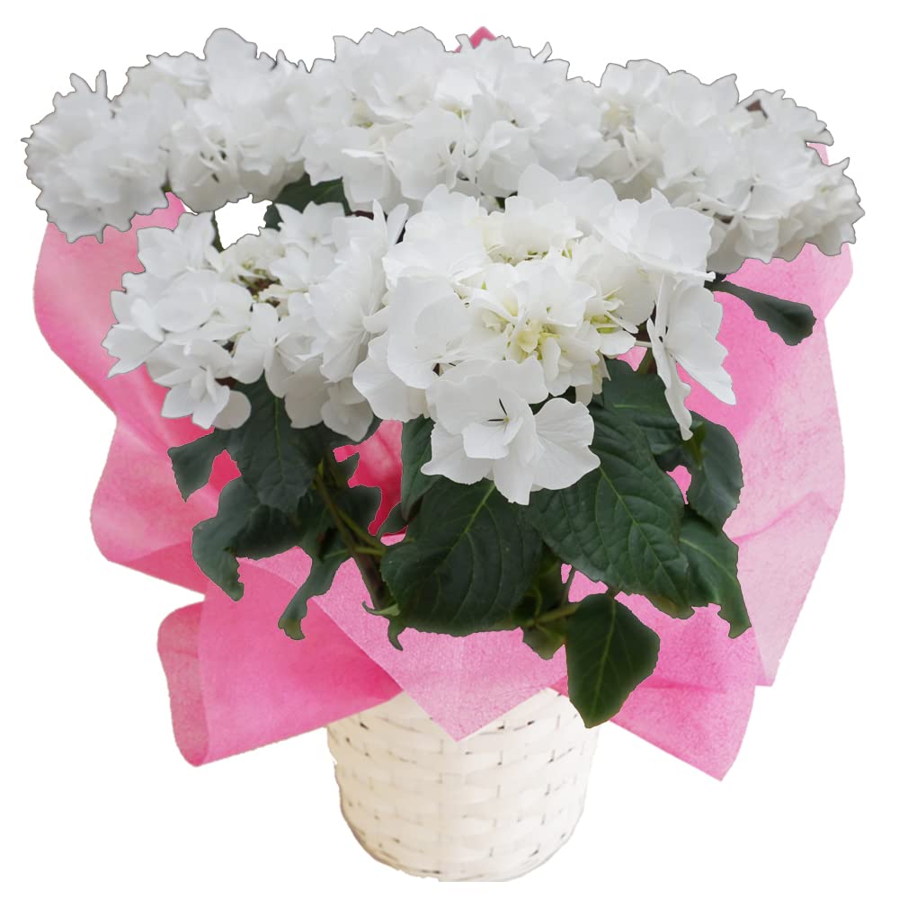 紫陽花　アジサイ　エレスノ　さかもと園芸　５号鉢＆天照太御神　７号鉢 Amazon｜エレスノ 特大8号鉢 さかもと園芸 フラワーオブザイヤー 母の