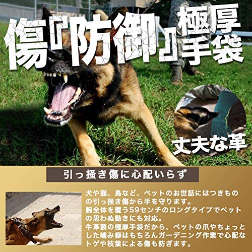 犬 猫と素手の人間が本気で戦ったら勝つのはどっち 異種格闘技 わんこ書店