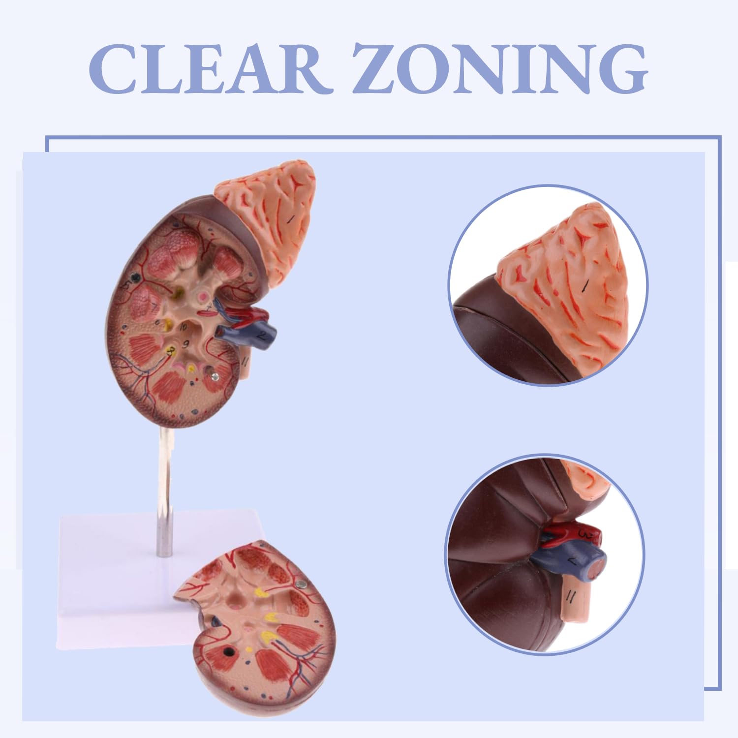 Tyenaza Modelo de Riñón, Modelo de Anatomía Renal, Modelo Anatómico Renal Humana, Modelo Pantalla de EnseñAnza RiñóN, PVC Modelos Anatomía Humana con Base, para la Docencia y la Investigación Médica