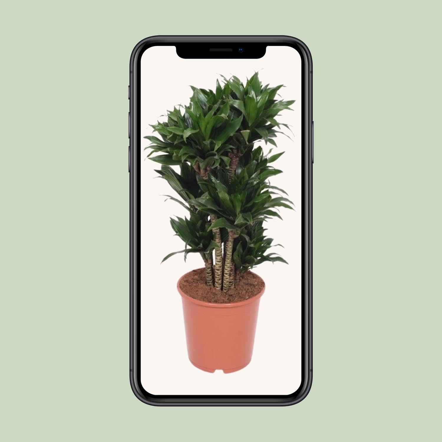 Planta Dracaena Compacta, Hojas Verdes, Decoración Interior, Ø24cm, 80cm